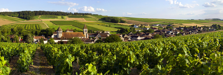 Vue du vignoble de Bourgogne Chitry en Bourgogne