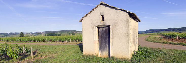 Vue du vignoble de Chorey-Lès-Beaune- Les Beaumonts en Bourgogne