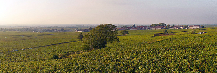 Vue du vignoble de Clos de La Roche en Bourgogne