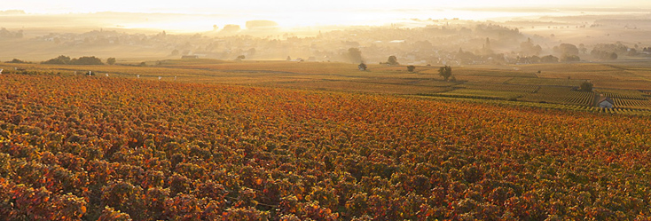Vue du vignoble de Corton en Bourgogne