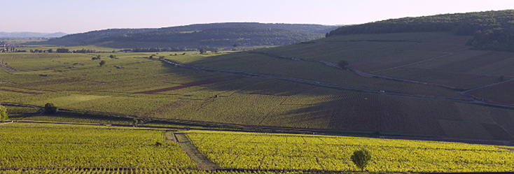 Vue du vignoble de Corton-Charlemagne en Bourgogne