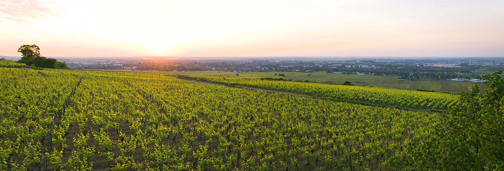 Vue du vignoble de Côte de Beaune en Bourgogne