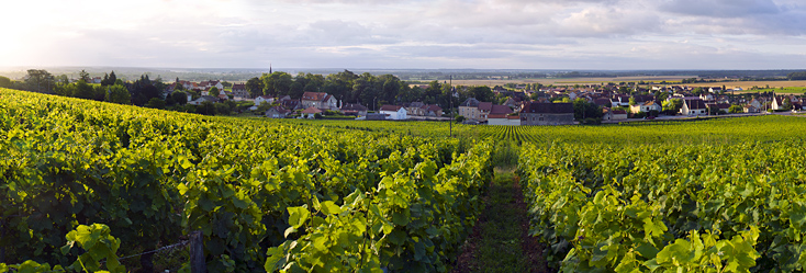 Vue du vignoble de Côte de Nuits-Villages en Bourgogne