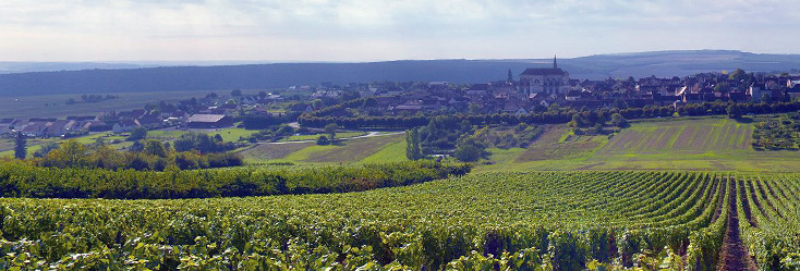 Vue du vignoble de Bourgogne Coulanges la Vineuse en Bourgogne