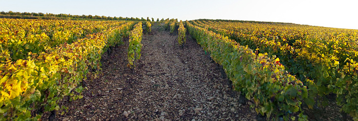 Vue du vignoble de Criots-Bâtards-Montrachet en Bourgogne