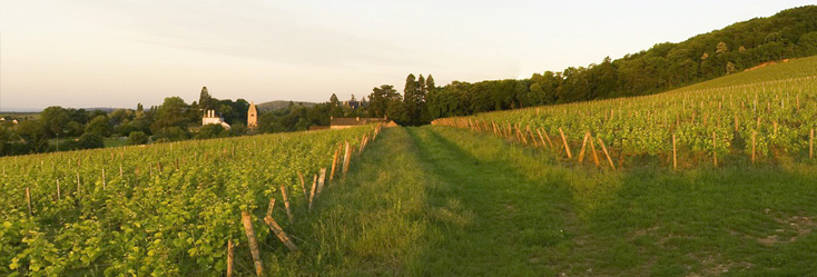 Vue du vignoble de Givry - Clos Salomon en Bourgogne