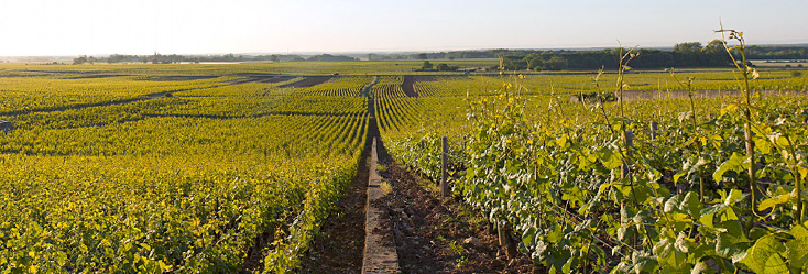 Vue du vignoble de Griotte-Chambertin en Bourgogne