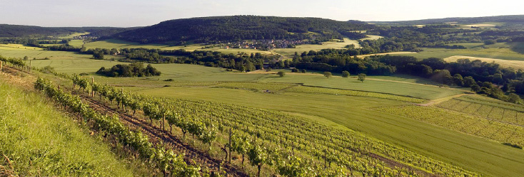 Vue du vignoble de Bourgogne Hautes Côtes de Nuits - Curtil Vergy en Bourgogne