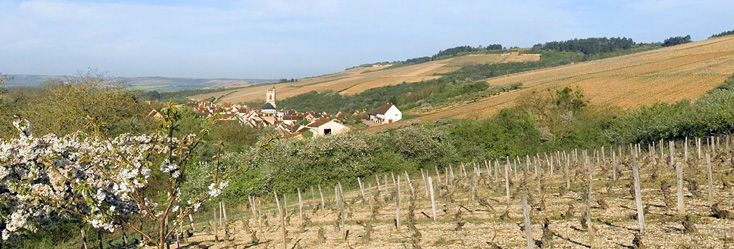 Vue du vignoble de Irancy en Bourgogne