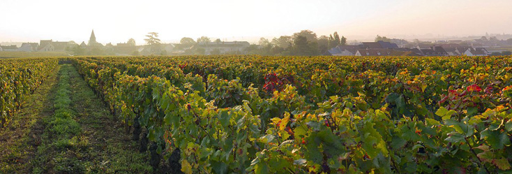 Vue du vignoble de Tâche (La) en Bourgogne