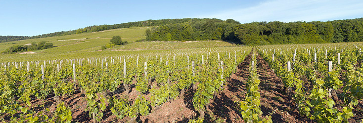 Vue du vignoble de Latricières-Chambertin en Bourgogne