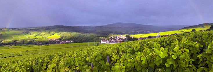 Vue du vignoble de Maranges en Bourgogne