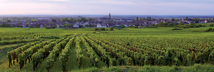 Vue du vignoble de Marsannay en Bourgogne