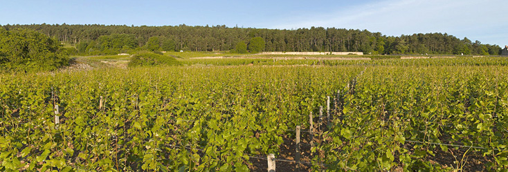 Vue du vignoble de Mazoyères-Chambertin en Bourgogne