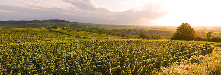 Vue du vignoble de Meursault - Les Tillets en Bourgogne