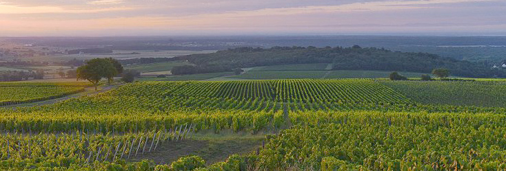 Vue du vignoble de Montagny en Bourgogne