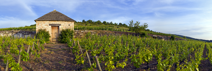 Vue du vignoble de Montrachet en Bourgogne