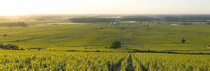 Vue du vignoble de Morey-Saint-Denis en Bourgogne