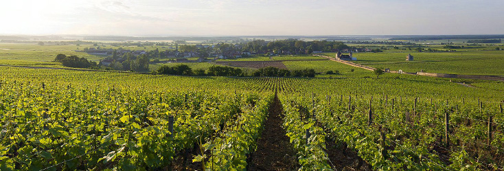 Vue du vignoble de Musigny en Bourgogne