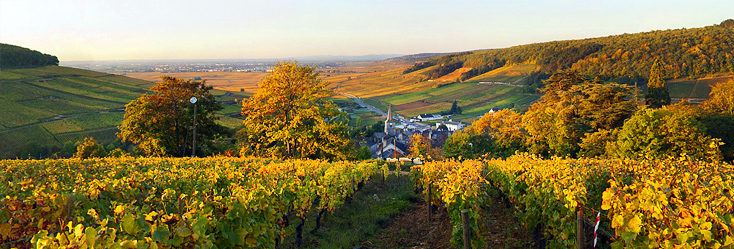 Vue du vignoble de Pernand-Vergelesses 1er Cru Îles Sous Fretilles en Bourgogne