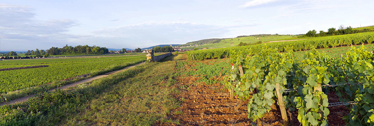Vue du vignoble de Pommard 1er Cru Les Pézerolles en Bourgogne