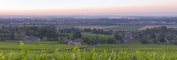 Vue du vignoble de Pouilly-Vinzelles en Bourgogne
