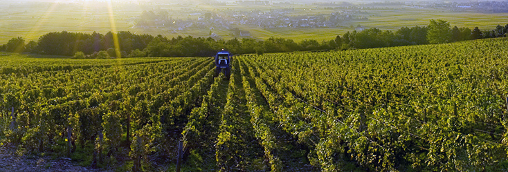 Vue du vignoble de Puligny-Montrachet Champgain en Bourgogne