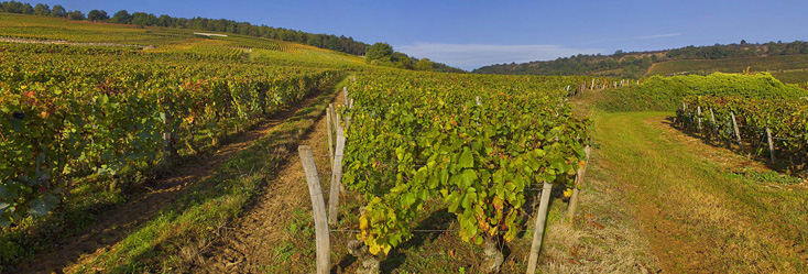 Vue du vignoble de Richebourg en Bourgogne