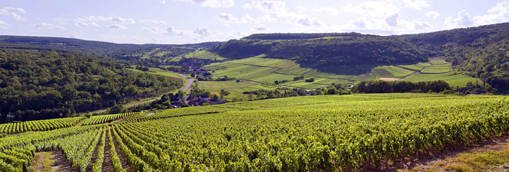 Vue du vignoble de Saint Aubin en Bourgogne