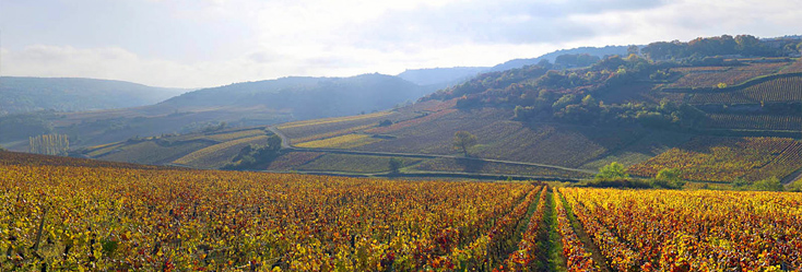 Vue du vignoble de Saint-Romain Sous Roches en Bourgogne
