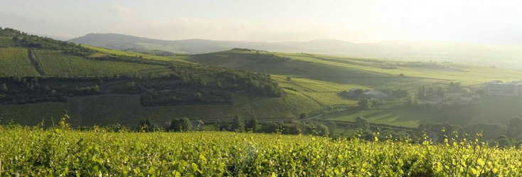 Vue du vignoble de Saint-Véran en Bourgogne
