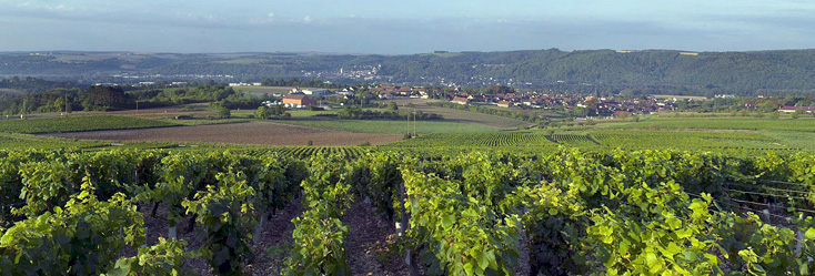 Vue du vignoble de Bourgogne Tonnerre en Bourgogne