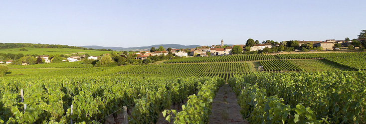 Vue du vignoble de Viré-Clessé en Bourgogne