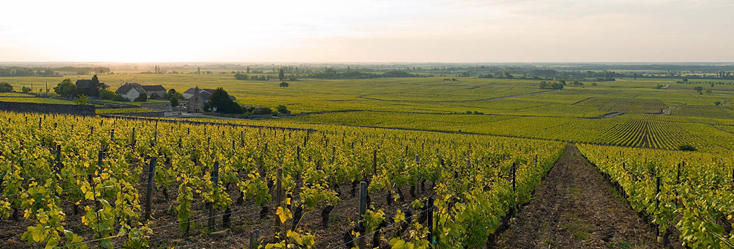 Vue du vignoble de Volnay 1er Cru Taille Pieds en Bourgogne