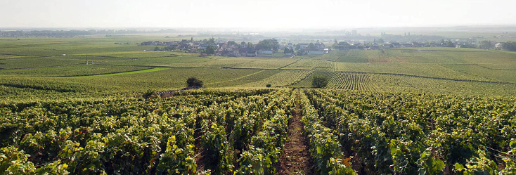 Vue du vignoble de Vosne-Romanée en Bourgogne