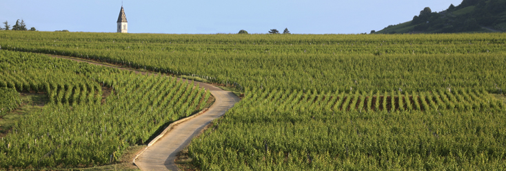 Coteaux Bourguignons / Bourgogne Grand Ordinaire / Bourgogne Ordinaire Coteaux Bourguignons / Bourgogne Grand Ordinaire / Bourgogne Ordinaire