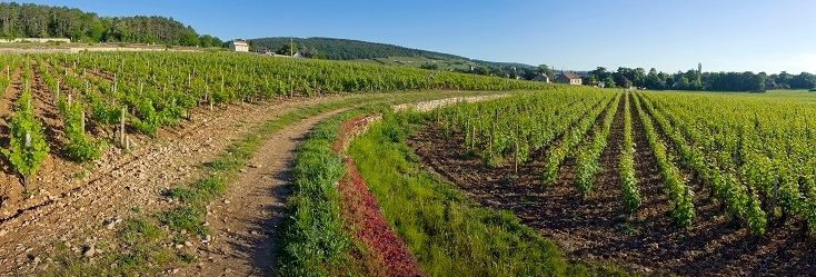 Mazis-Chambertin Mazis-Chambertin