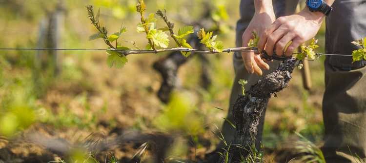 Travail de la vigne