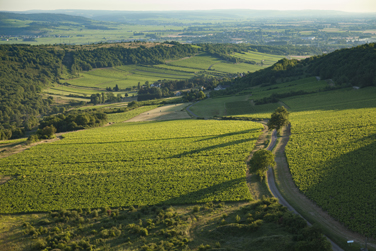 Vignoble de Bourgogne vu du ciel 