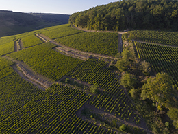 © BIVB / Michel Joly - Vue sur le Corton-Charlemagne, en Côte de Beaune