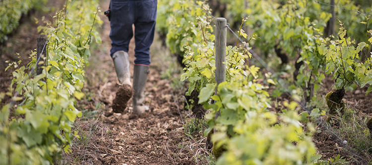© BIVB / Michel Joly - un viticulteur au milieu de ses vignes en Bourgogne 