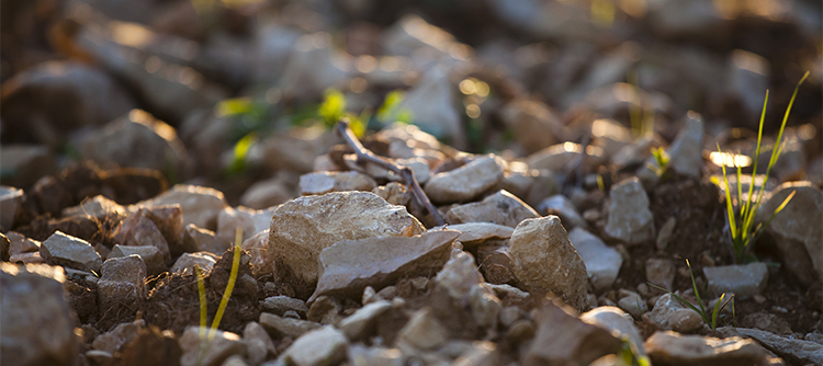 Soil in Bourgogne - © BIVB / Aurélien Ibanez