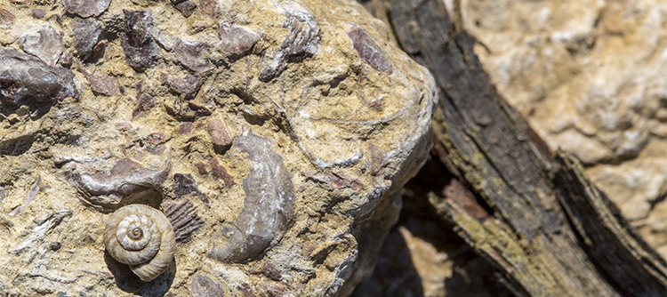 Fossile dans le vignoble de Chablis - © BIVB / Sébastien Boulard