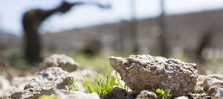 Soil Kimméridgien in Bourgogne - © BIVB / Sébastien Boulard