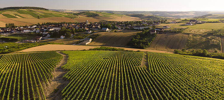 Vignoble dans le Grand Auxerrois : Saint-Bris - © BIVB / Sébastien Boulard