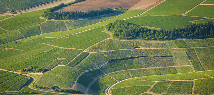 Hill of Th Chablis Grand Cru