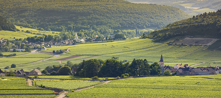 Vignoble de Monthélie en Bourgogne - © BIVB / Aurélien Ibanez