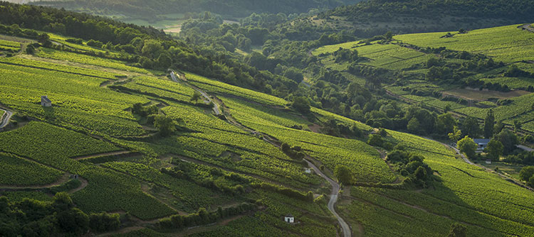 Vignoble de Pommard en Bourgogne - © BIVB / Aurélien Ibanez