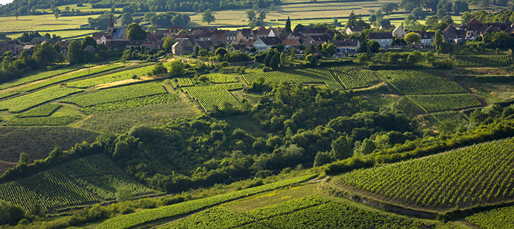 Vignoble de Saint Sernin du Plain en Bourgogne  - © BIVB / Aurélien Ibanez