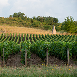 Vignoble de Saint Sernin du Plain en Bourgogne - © BIVB / Michel Joly